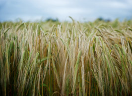 Arable Farming Staffordshire at Denstone Hall