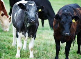 Beef Farming Staffordshire at Denstone Hall