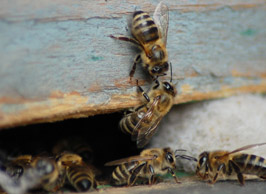 Denstone Honey Bees at Denstone Hall
