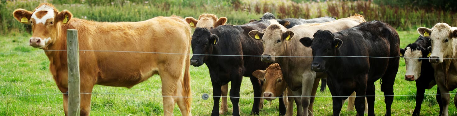 Denstone-Cow-Banner